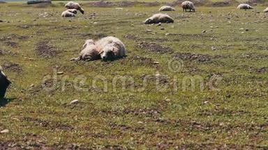 羊和一只小羊羔躺在绿色的草地上休息。 路过放牧的羊